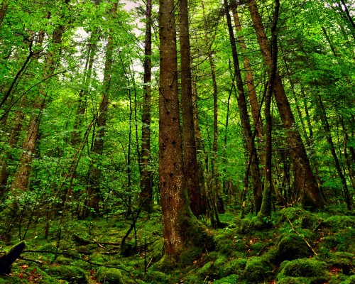 深圳公司注册流程图及流程图片详解