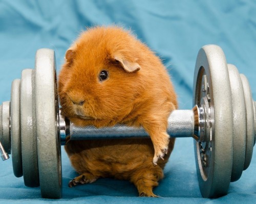 日本越狱兔官网