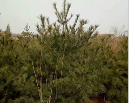 蓝田县兄弟白皮松苗圃