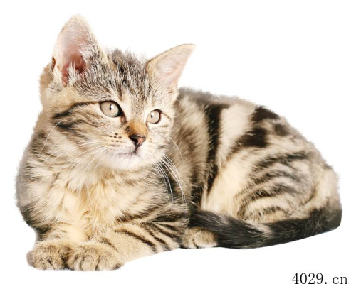 莫让软暴力、套路贷损害招商企业利益