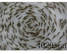 贵阳市南明区顺黔丰水产经营部