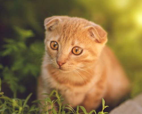 桓台县人民医院官网