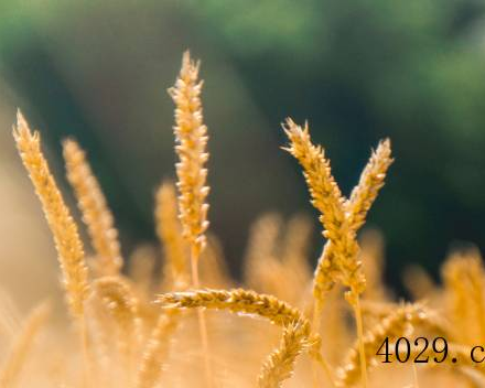 中企粮田（河南）食品有限公司