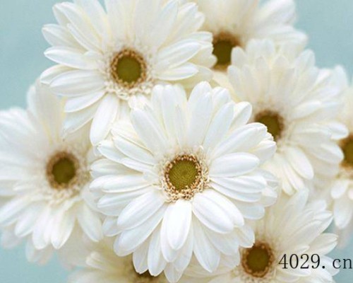 贵州家缘合成殡葬用品有限责任公司