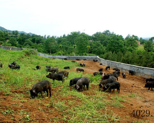 西安首阳农业生态养殖有限公司