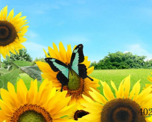 陕西金葵花环保工程有限公司