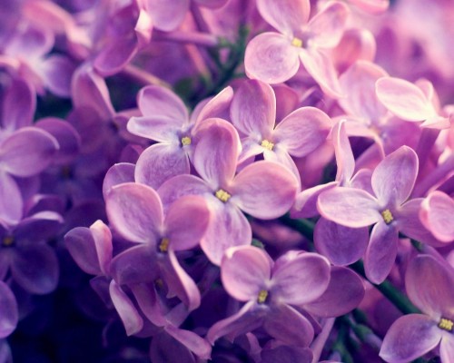 哈尔滨医科大学附属肿瘤医院官网