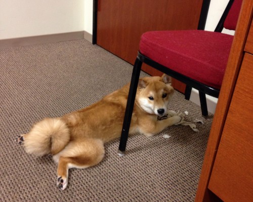 陕西博禾电子科技有限公司怎么样（陕西博禾电子科技有限公司怎么样啊）