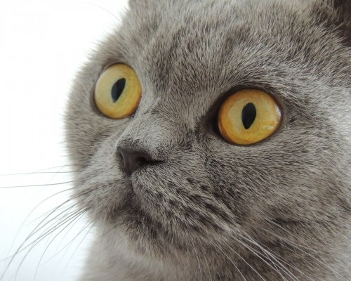 武汉中建的房子质量怎么样（武汉中建的房子质量怎么样啊）