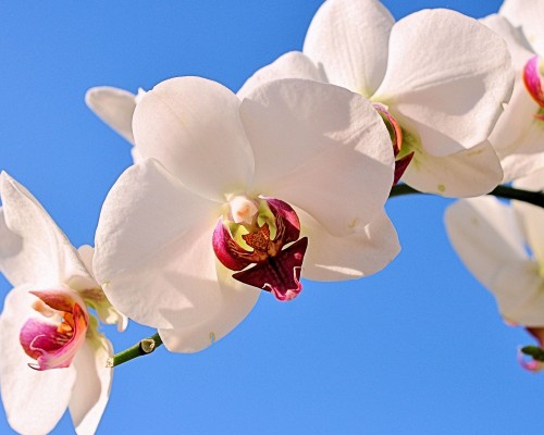 企业所得税汇算清缴怎么做