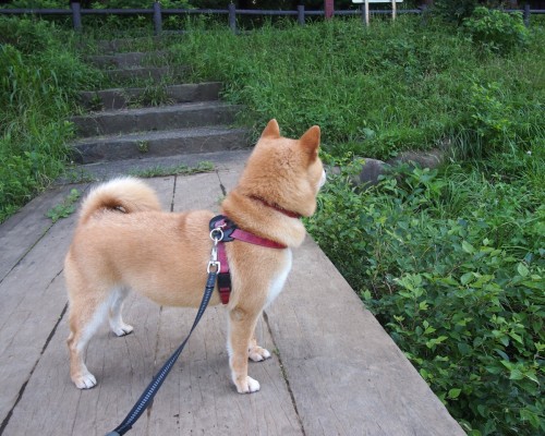  餐饮商标转让及餐饮商标转让平台 - 为您的餐饮业注入新活力