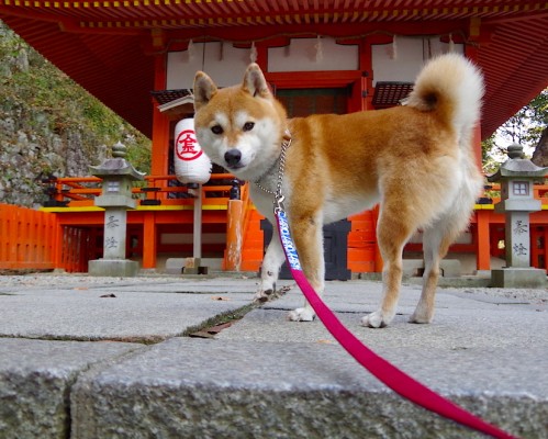  上海公司注册条件及上海公司注册条件是什么