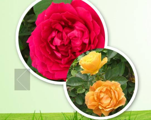 华阴市华山月季种苗有限公司