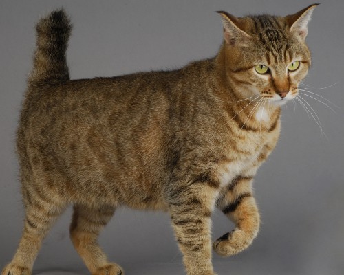 成立投资公司条件具体是什么