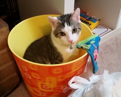 深圳工商年报网上申报步骤