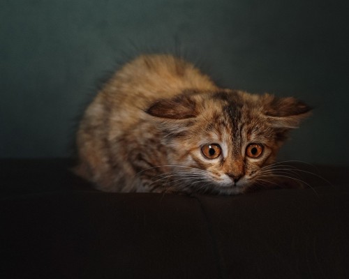 SOUL EATER官方网站