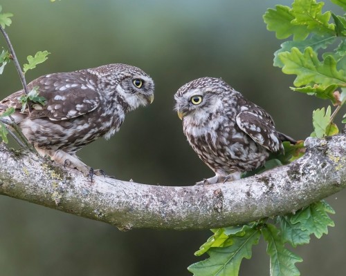 西安市财政局行政级别是什么， 西安市财政局的行政级别及职责解析