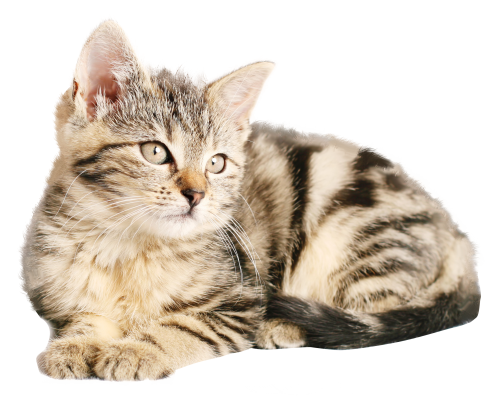 巴达霍斯竞技俱乐部官网