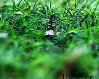 大荔县心蕊草坪种植场