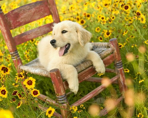  西安威鹰石油科技有限公司及西安威鹰石油科技有限公司招聘