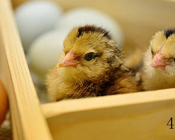 西安市高陵区盖虎孵化场