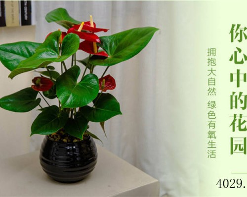 西安碧盛苗木花卉有限责任公司