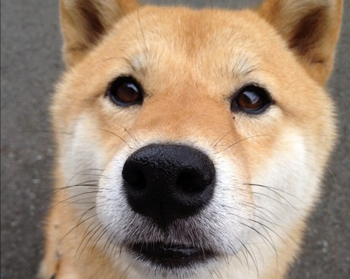 渭南市苹果怎么样（渭南 苹果）