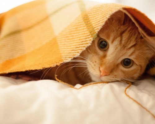 首都体育学院官网