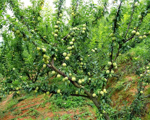 贵州连胜源生态果木业发展有限公司