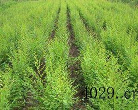 杨凌源春文冠果科技有限公司