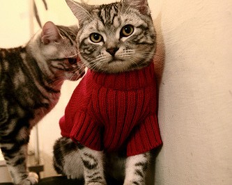  福州营业执照代办及福州营业执照代办中介：快速便捷办理您的营业执照