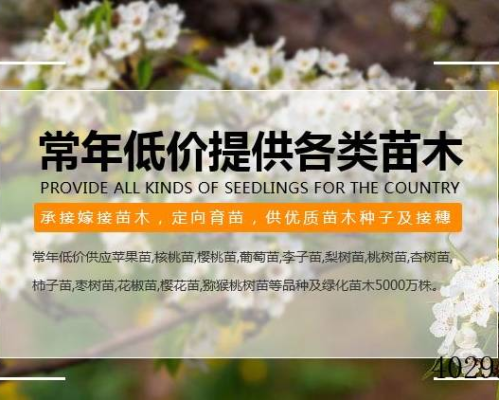 陕西省扶风县康飞苗木专业合作社