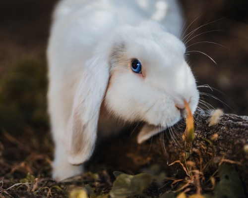 中山眼科中心官网