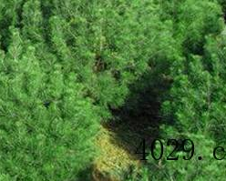  西安市红豆杉农林发展有限公司