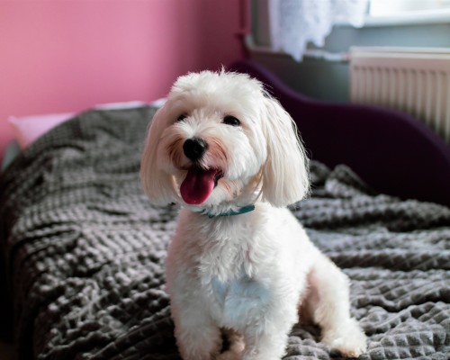 悉尼先锋早报官网