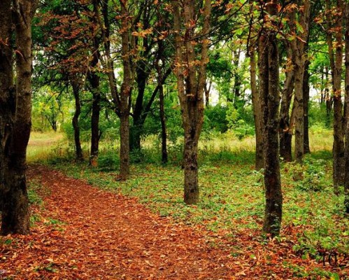 德尔惠官方旗舰店