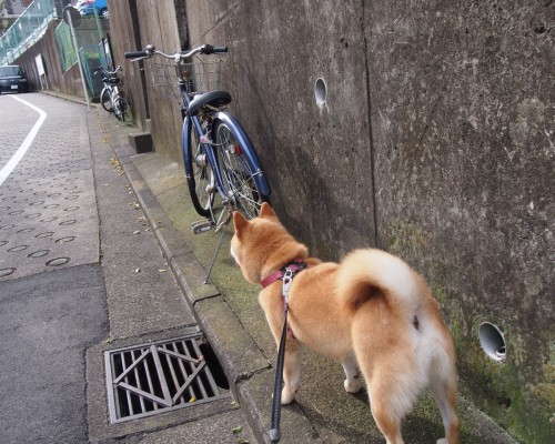  企业需要注意的商标出售及商标出售转让平台