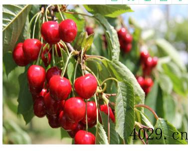 陕西绿岗农业科技股份有限公司